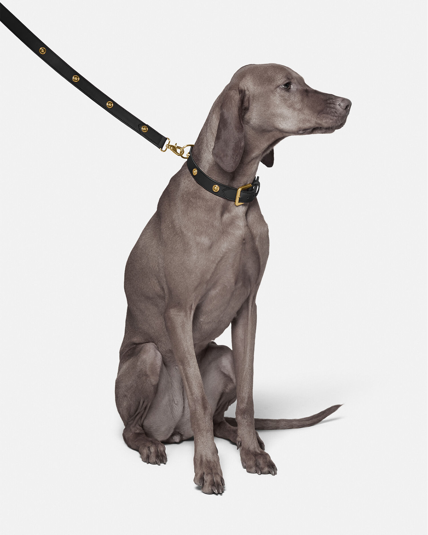 革 ボックス ラージ ペット リーシュ シグネチャー 犬用新品