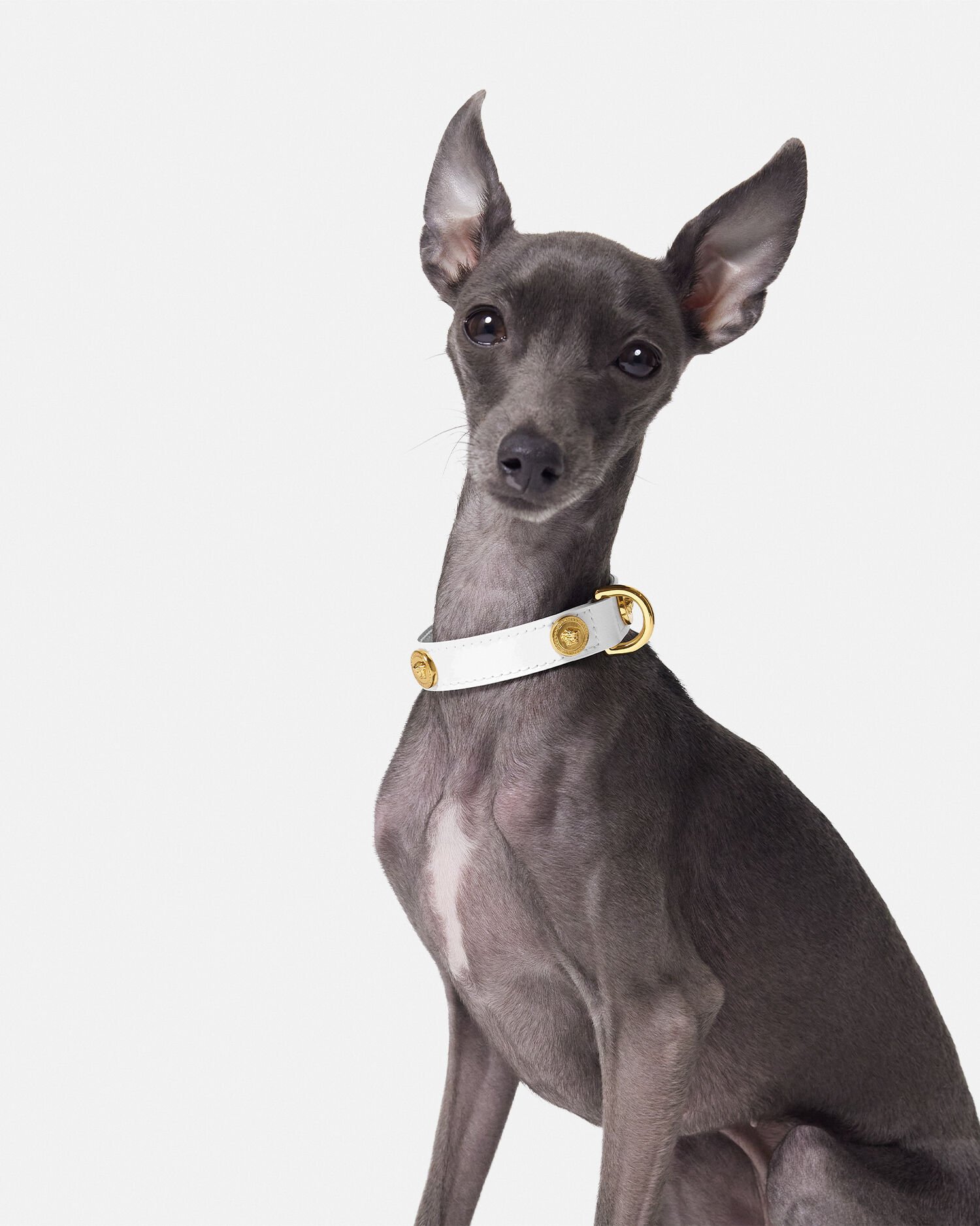 タグ付き！VERSACE ホワイトレザー アイコン ペット 首輪